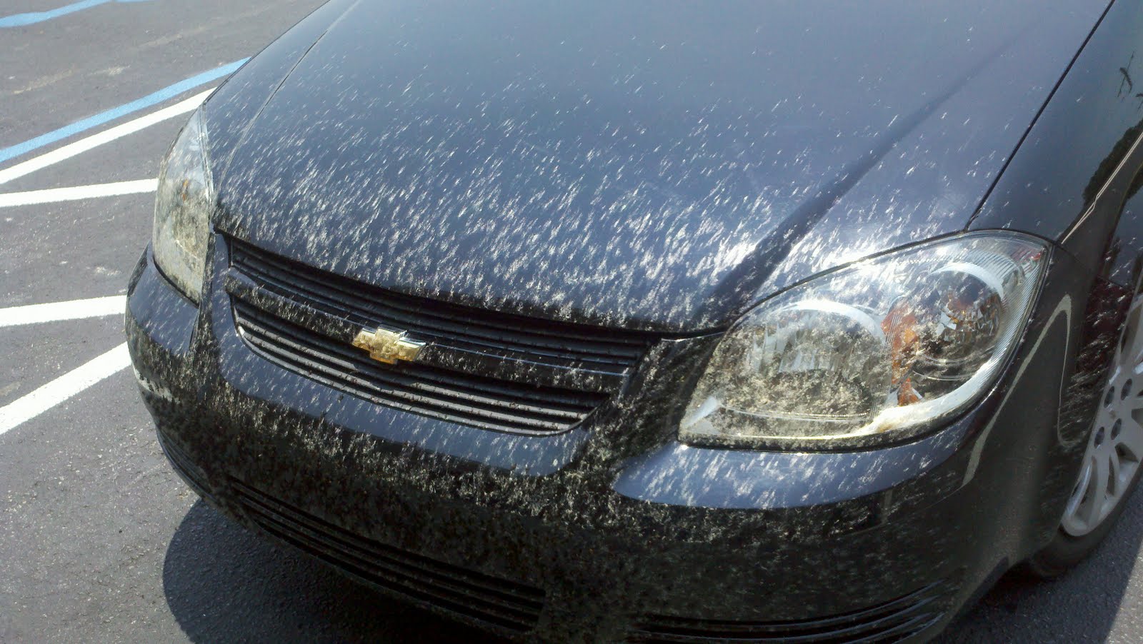 Learn effective strategies to protect your car from lovebugs and maintaining your vehicle's paint job in peak condition.