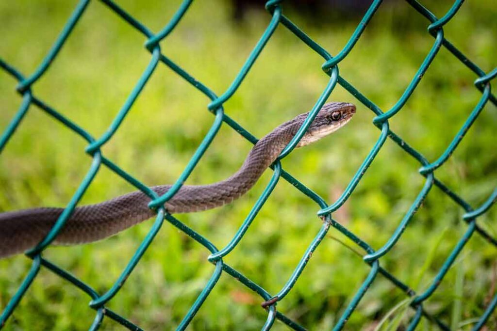 Florida black racer snake in yard
