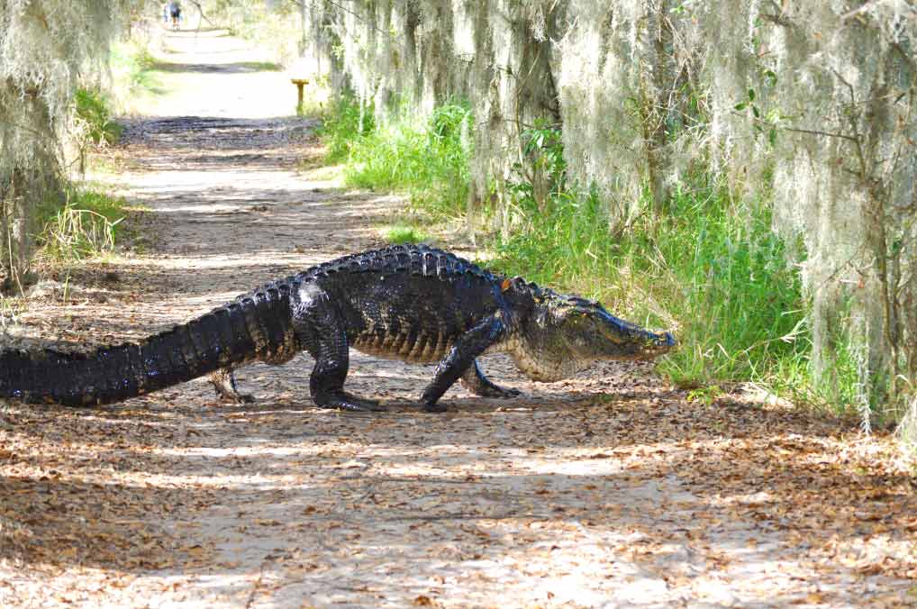 Florida alligator crossing path